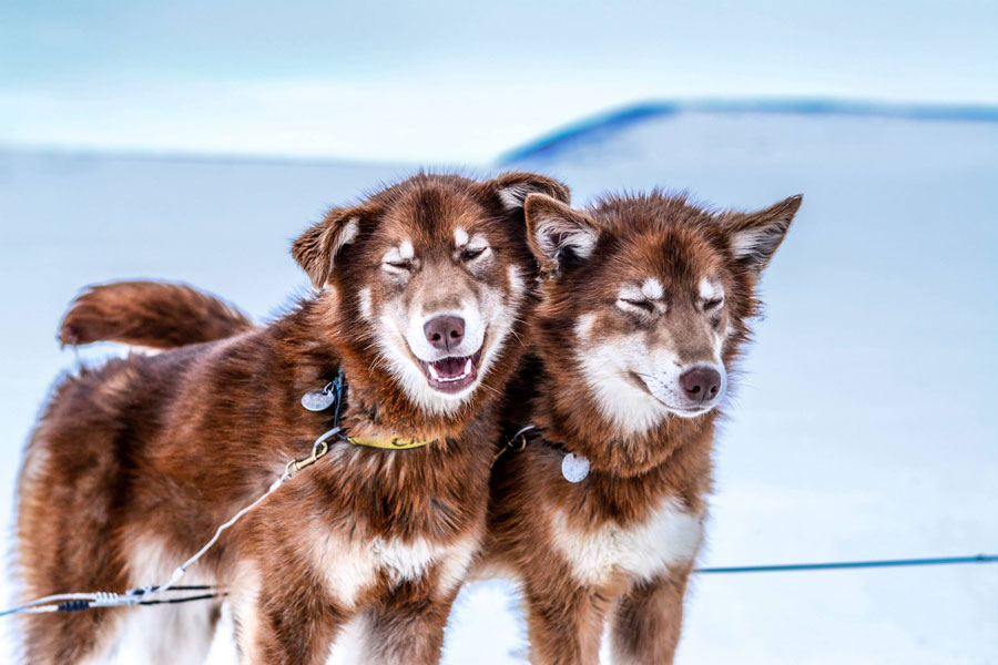 dogmushing-mushing-sleddog-schlittenhunde-hundeschlitten-alaska-14
