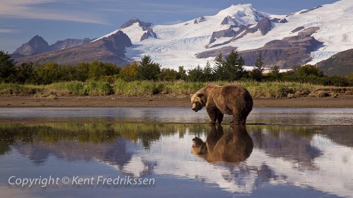 grizzly-baer-alaska-wildlife-wildnis-katmai-nationalpark-photo-kent-fredrikssen-01